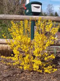 Forsythia Fiesta In Bloom Planting Flowers Perennial Plants Flower Photos