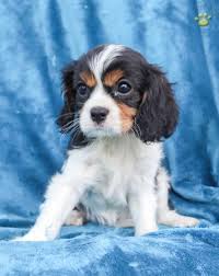 The cavalier king charles spaniel pups are indeed sweet and gentle pets. Muriel Cavalier King Charles Spaniel Puppy For Sale In Lewisburg Pa Happy Valentines Day Happyvalentinesday2016i