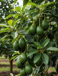 Image result for Light Avocado 1983 Fedders