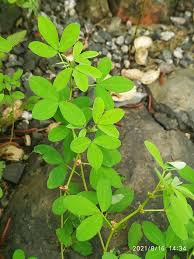 Image result for Indigofera heterotricha