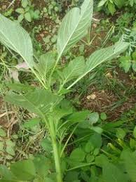 Image result for Amaranthus dubius