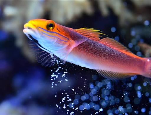 Bella Rose Sand Shifting Goby Size: XXL/SHOW 5" and Above – Violet Aquarium