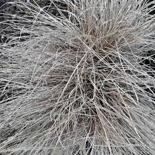 Check spelling or type a new query. Carex Comans Bronze Form Bronze Sedge In Gardentags Plant Encyclopedia