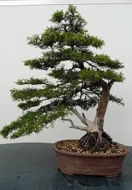 The first virtual presentation i attended this year was by michael greenstein of the kusamura bonsai club. The Use Of Virtuals In Bonsai Design Bonsai Empire