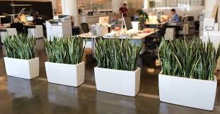 Plants As Desk And Room Divider For Office Space Office Plants Interior Plants Indoor Office Plants