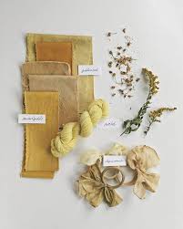Yellow Dye Plants Growing In The Wild Goldenrod Marigolds Chamomile Budleja Birch Leaves How To Dye Fabric Natural Dye Fabric Botanical Dyeing