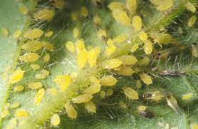 Soybean aphids are pale yellow, small. Soybean Aphid Pests Soybean Integrated Pest Management Ipm Field Crops Purdue University