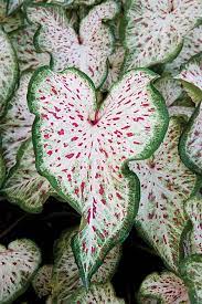 Cladium Quot Gingerland Quot Does Well In Shade And Sun Good For Borders Or Containers Plants Flower Seeds Bonsai Flower