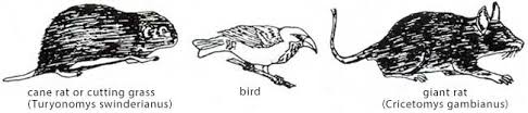 The newsletter is published weekly during the peak growing. Pests Of Crops Classhall Com