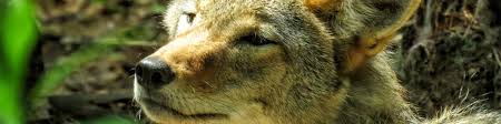 In southwestern new hampshire, where the vast majority of the state's feral. Coyote Squam Lakes Natural Science Center