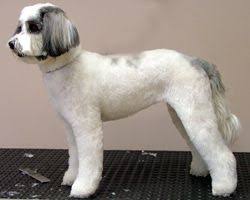 Le Chien Professional Dog Grooming Tibetan Terrier Dog Grooming Terrier Puppy