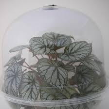 Pvc extra large plastic hydroponic sprouting seed tray for plants black plastic nursery trays plant abs black plastic 4ft x grow tray flat nursery hydroponic trays whole cell abs ps plastic large perma nest plant trays and domes. Using Bowls To Make A Terrarium Buxton Begonia