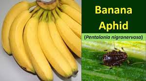 It is the vector of banana bunchy top virus (nanoviridae, babuvirus). How To Manage Aphid In Banana Crop Pentalonia Nigronervosa Youtube