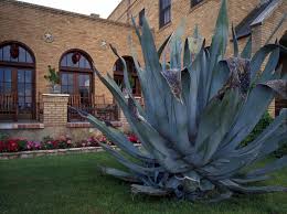 How To Harvest Agave Nectar Hunker Agave Plant Blue Agave Plant Poisonous Plants