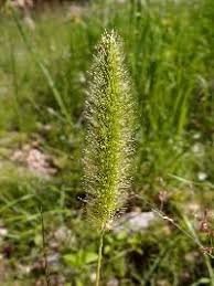 Image result for Setaria pumila