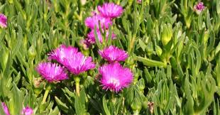 Image result for Carpobrotus
