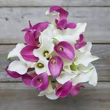 Calla Lily Bulbs For Sale Buy Flower Bulbs In Bulk Save Calla Lily Bulbs Lily Bulbs Calla Lily Flowers