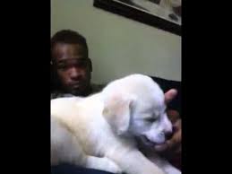 German shepherd lab mix history. White Germany Shepherd Lab Mix Youtube