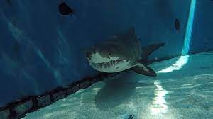 POV: Diving in Shark Lagoon! - YouTube