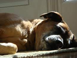 What do dogs do when they know they're dying? A Story Of Chemotherapy In An Older Dog With Cancer