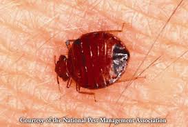 Whether it's for homes, commercial structures, or industry, you can choose an option to have either monthly. Part 1 Bed Bugs Abatement A Growing Challenge For Landlords Cities Insurers