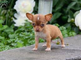 Pictures of a chiweenie, also called a chiwee, which is a mix between a chihuahua and the dachshund dog. Chihuahua Mix Puppies For Sale Greenfield Puppies