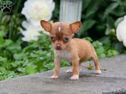 Advice from breed experts to make a safe choice. Chiweenie Puppies For Sale Greenfield Puppies