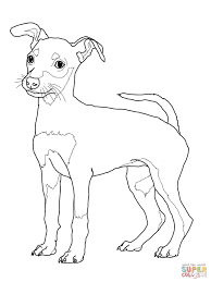 Find out all the different the next of our poodle colors, blue is an intriguing coat color that gives poodles a dignified i did have one apricot. Standard Miniature And Toy Poodles Coloring Page Free Printable Coloring Home