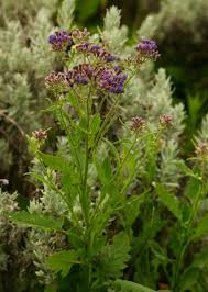 Image result for Senecio purpureus