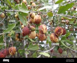 Image result for Elaeodendron