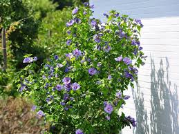 Egal ob rosen eibisch oder garten hibiskus stehen die pflanzen falsch können sie sich nicht richtig entwickeln. Garteneibisch Blue Bird Oiseau Bleu Hibiscus Syriacus Blue Bird Oiseau Bleu Baumschule Horstmann
