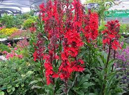 Lobelia Fan Summer Perennial Winter Perennial Cardinal Flower Perennials Water Wise