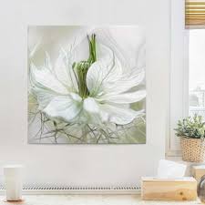 Glasbild Weisse Nigella Quadrat 1 1 Glasbilder Bilder Glas