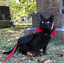vampiryonysh vampire cat pet halloween costumes cat halloween costume