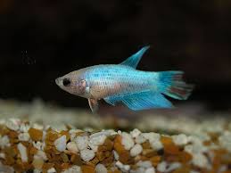 Keeping A Fish In The Classroom Fish Breeding Betta Fish Siamese Fighting Fish