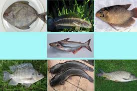 We have something exclusive to match your needs. Ikan Air Tawar Yang Sering Dikonsumsi Masyarakat Indonesia