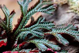 Image result for Selaginella perpusilla