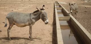 How increased access to water shortens the path towards sustainable  development in the Sahel