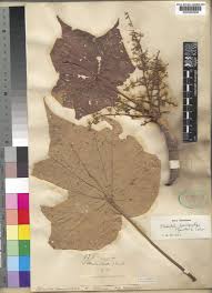 Image result for Sterculia quinqueloba