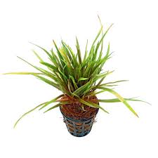 Image result for Eriocaulon inyangense