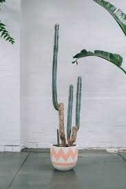 Check out our little cactus selection for the very best in unique or custom, handmade pieces from our shops. Dsc 6014 Jpg Plants Cactus Pretty Plants