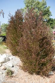 Image result for Dodonaea viscosa