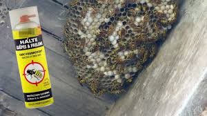 Se débarrasser nid de guepes. Ils Tentent De Se Debarrasser D Un Nid De Guepes Et Mettent Le Feu A Leur Toit Apres Avoir Vide La Bombe Nous Avons Entendu Une Deflagration Rtl Info