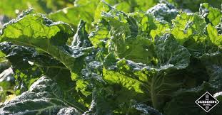 Taste the greens and salt accordingly. How To Grow Collard Greens Gardening Channel