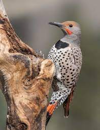 The home for all your photos. Listen For Keeerick To Find The Northern Flicker Local News Ravallirepublic Com