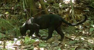 The study aims to reveal malay's philosophical wisdom that is implied in malay culture. Malaysia S Black Panthers Finally Reveal Their Leopard S Spots