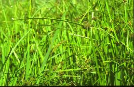 Image result for Cyperus derreilema