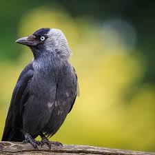 Birds That Start With B Pin By Jeriann Geller On Animals Jackdaw Bird Photography Bird Watching