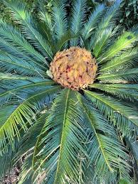 Image result for Cycas