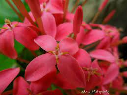 Pin On Earth Laughs In Flowers